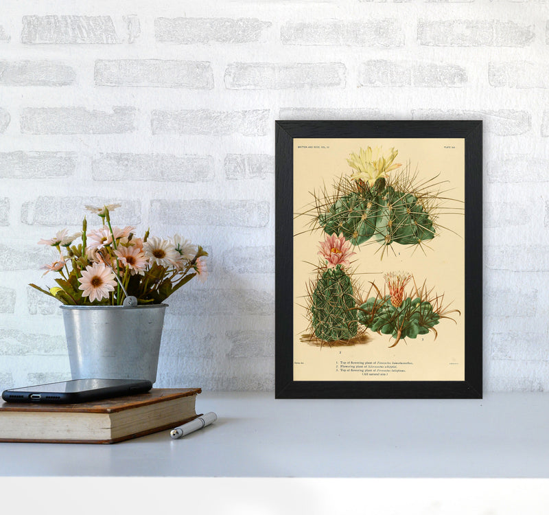 Cactus Series 11 Art Print by Jason Stanley A4 White Frame