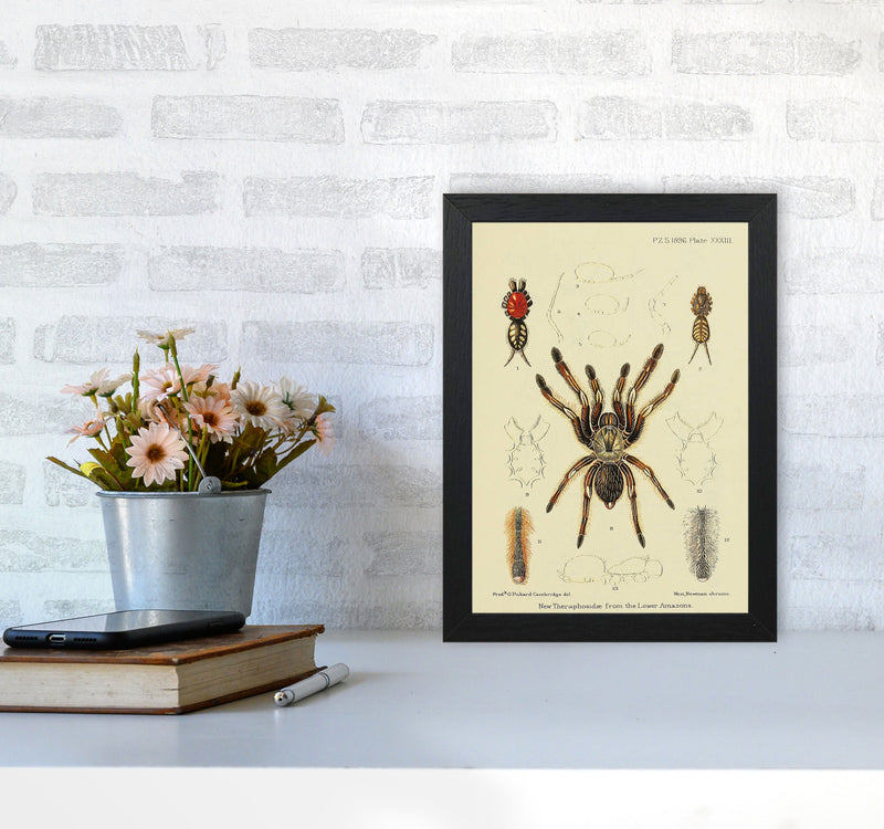 Vintage Tarantula Art Print by Jason Stanley A4 White Frame