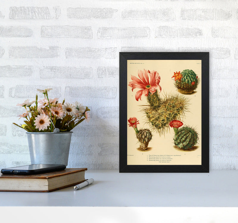 Cactus Series 4 Art Print by Jason Stanley A4 White Frame