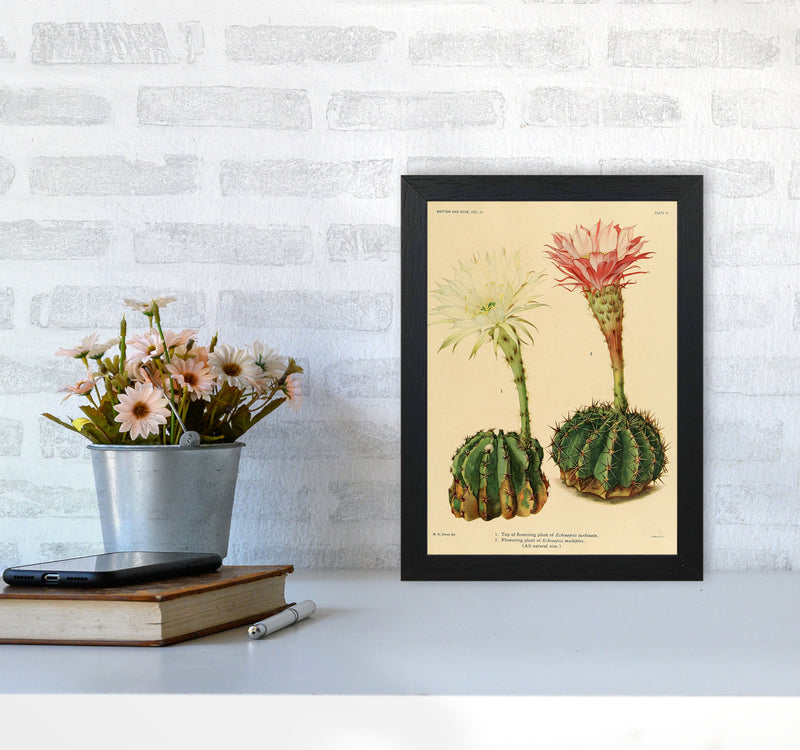 Cactus Series 5 Art Print by Jason Stanley A4 White Frame