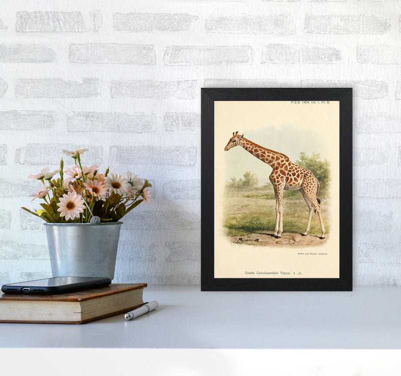 The Gentle Giraffe Art Print by Jason Stanley A4 White Frame