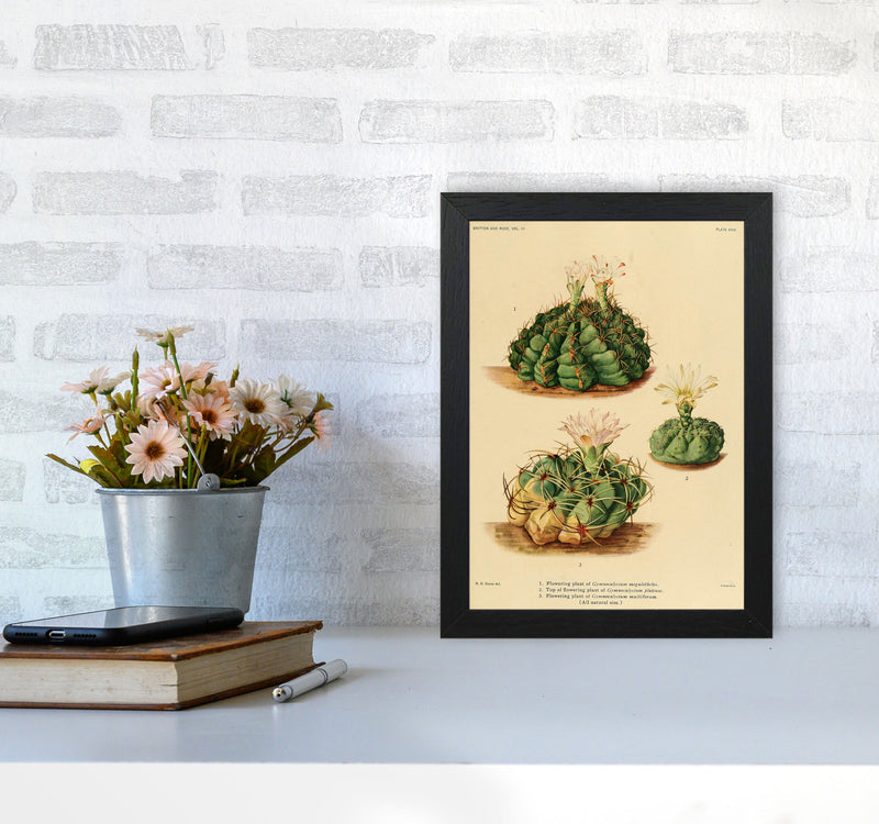 Cactus Series 13 Art Print by Jason Stanley A4 White Frame