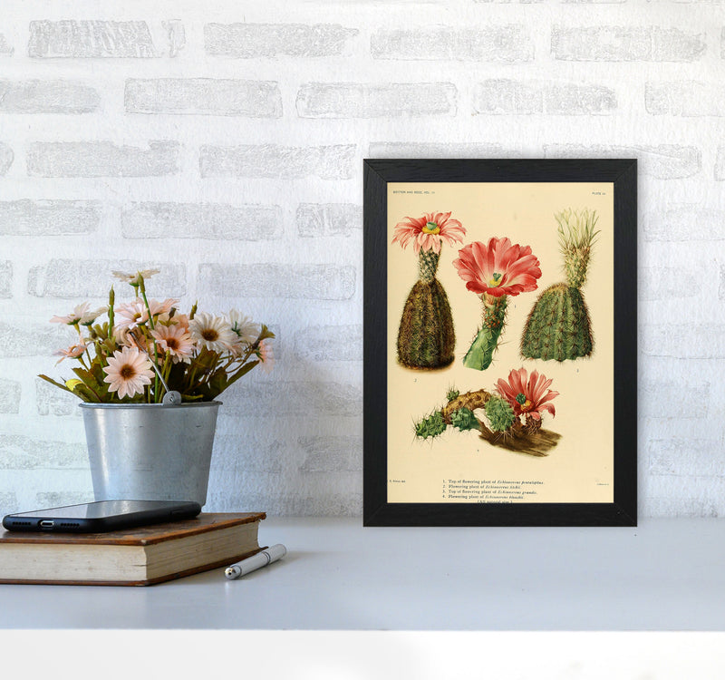 Cactus Series 2 Art Print by Jason Stanley A4 White Frame