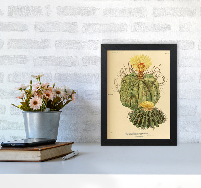 Cactus Series 15 Art Print by Jason Stanley A4 White Frame