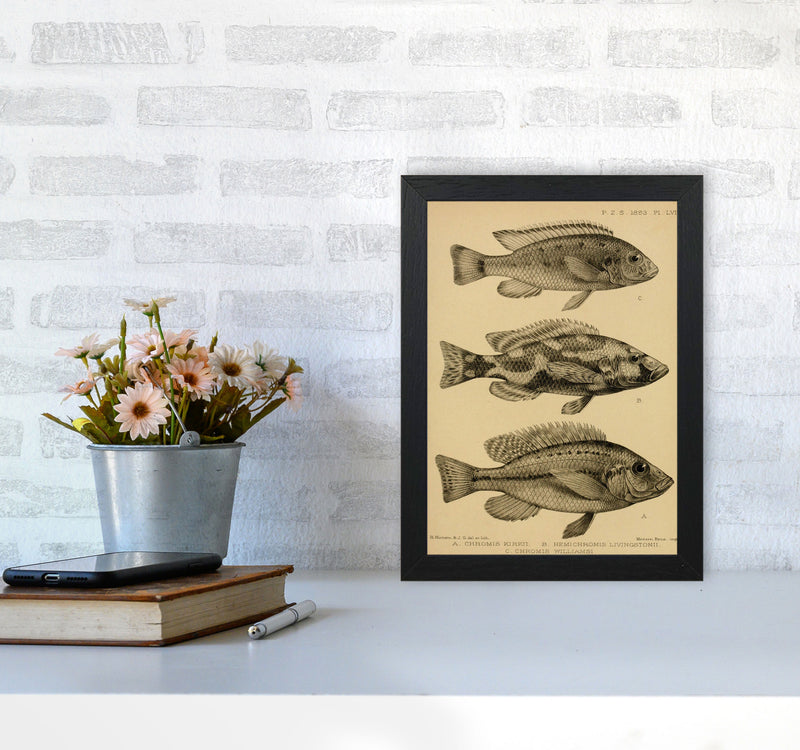 Various Fish Art Print by Jason Stanley A4 White Frame