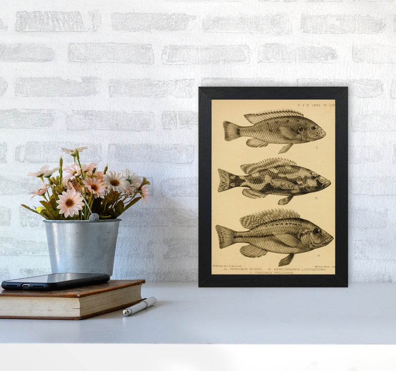 Vintage Fish Art Print by Jason Stanley A4 White Frame