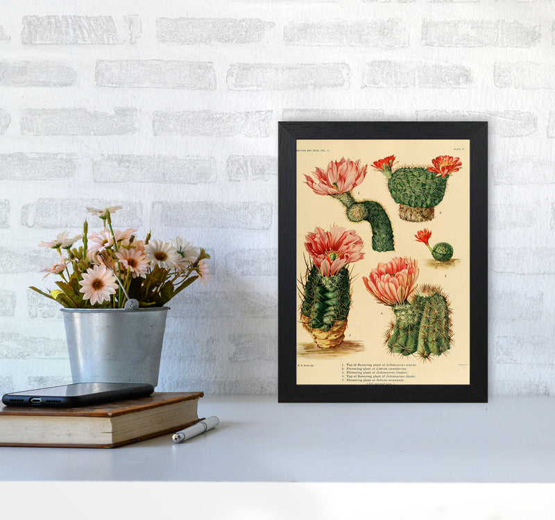 Cactus Series 3 Art Print by Jason Stanley A4 White Frame
