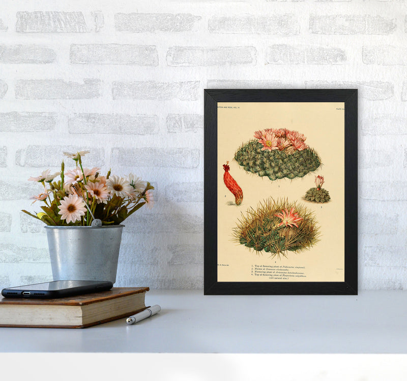 Cactus Series 7 Art Print by Jason Stanley A4 White Frame