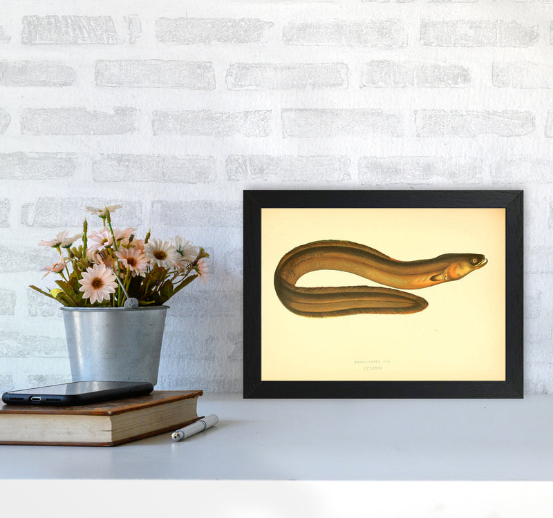 Broad Nosed Eel Art Print by Jason Stanley A4 White Frame