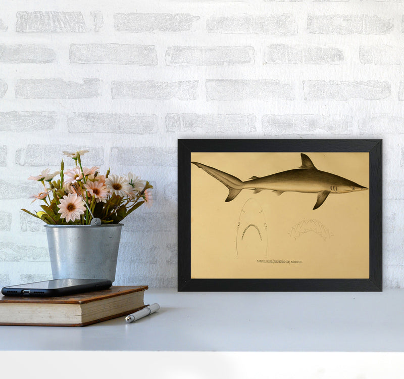 Shark Series 4 Art Print by Jason Stanley A4 White Frame