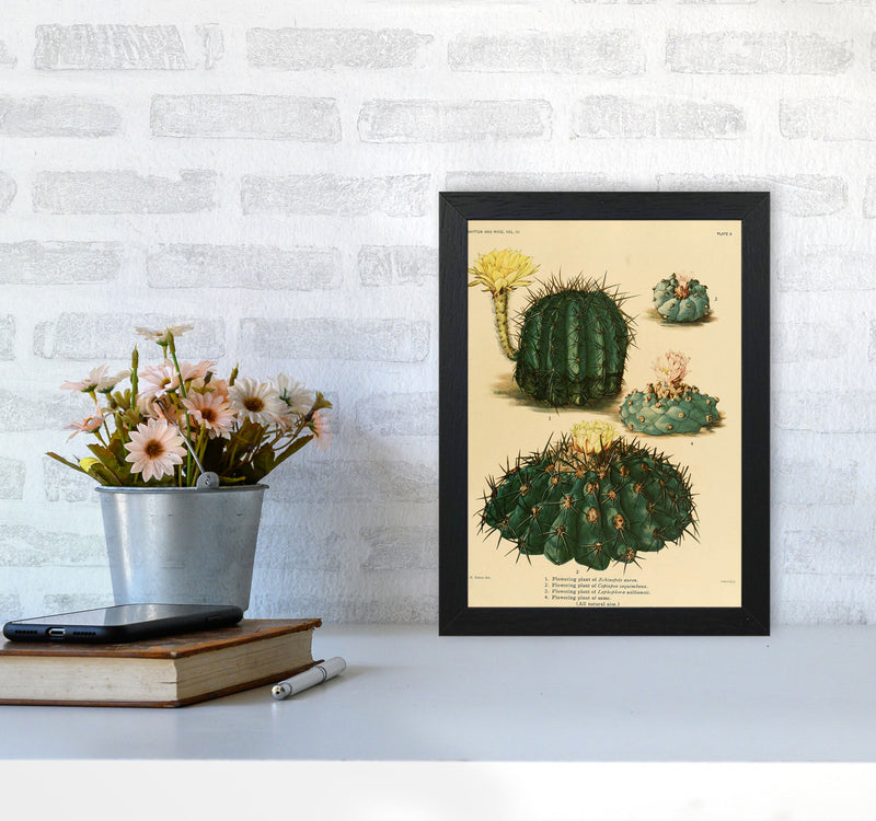 Cactus Series8 Art Print by Jason Stanley A4 White Frame