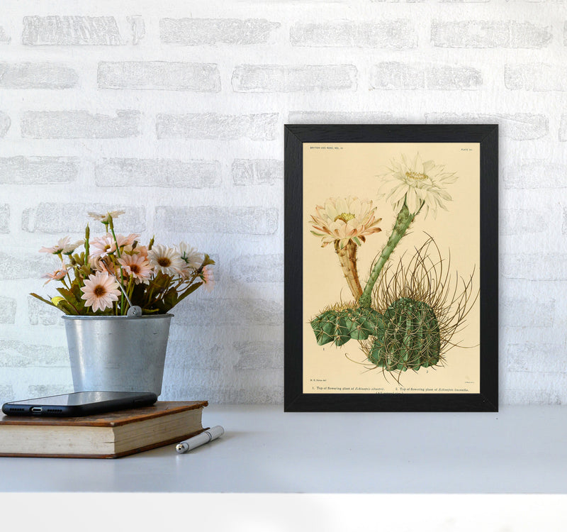 Cactus Series 6 Art Print by Jason Stanley A4 White Frame