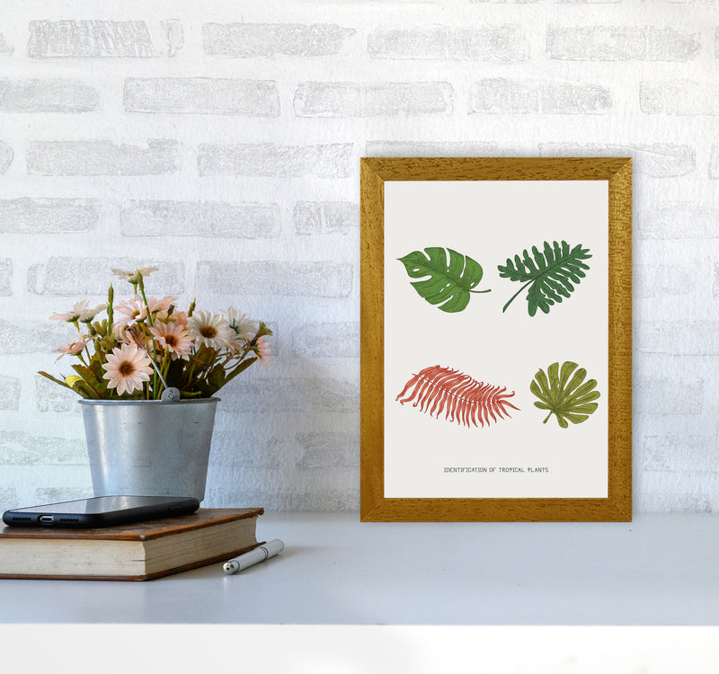 Identification Of Tropical Plants Art Print by Jason Stanley A4 Print Only