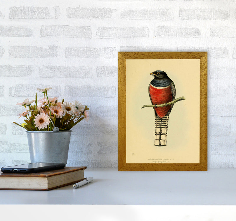 Vintage Purple Breasted Trogon Art Print by Jason Stanley A4 Print Only