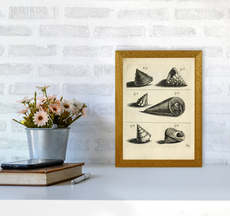 Set Of Vintage Shells Art Print by Jason Stanley A4 Print Only