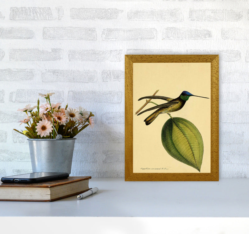 Crowned Humming Bird Art Print by Jason Stanley A4 Print Only
