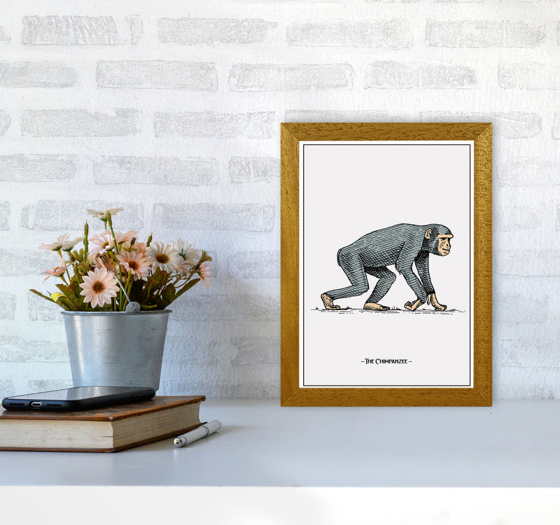 The Chimpanzee Art Print by Jason Stanley A4 Print Only