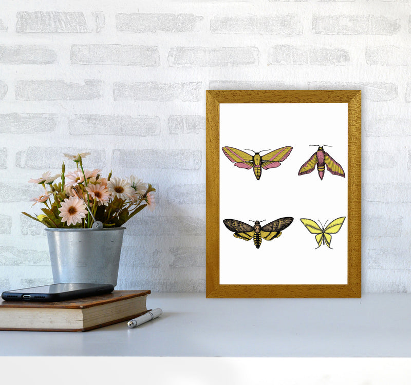 Vintage Moths Art Print by Jason Stanley A4 Print Only