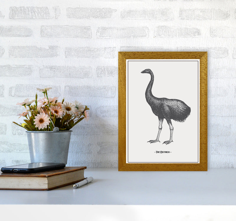 The Ostrich Art Print by Jason Stanley A4 Print Only