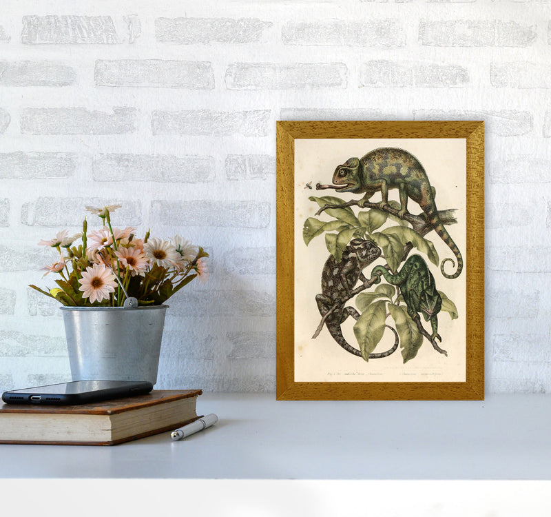 Vintage Chameleon Illustration Art Print by Jason Stanley A4 Print Only