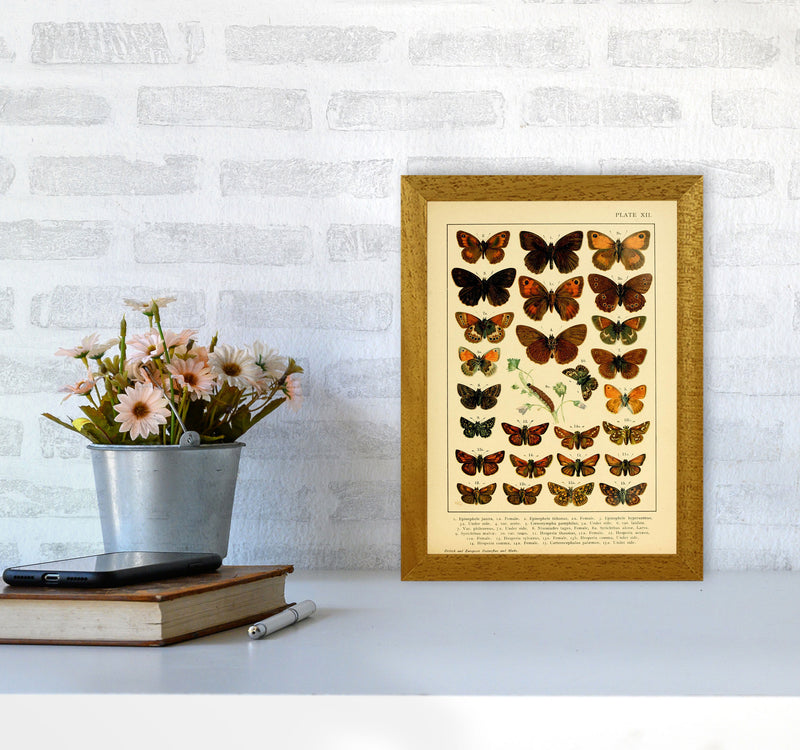 Vintage Butterfly Illustration