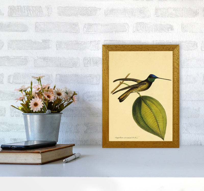 Sapphire Crowned Hummingbird Art Print by Jason Stanley A4 Print Only