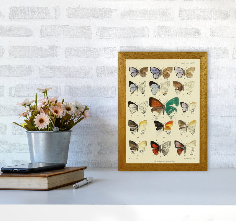 Vintage Butterfly Assortment Art Print by Jason Stanley A4 Print Only
