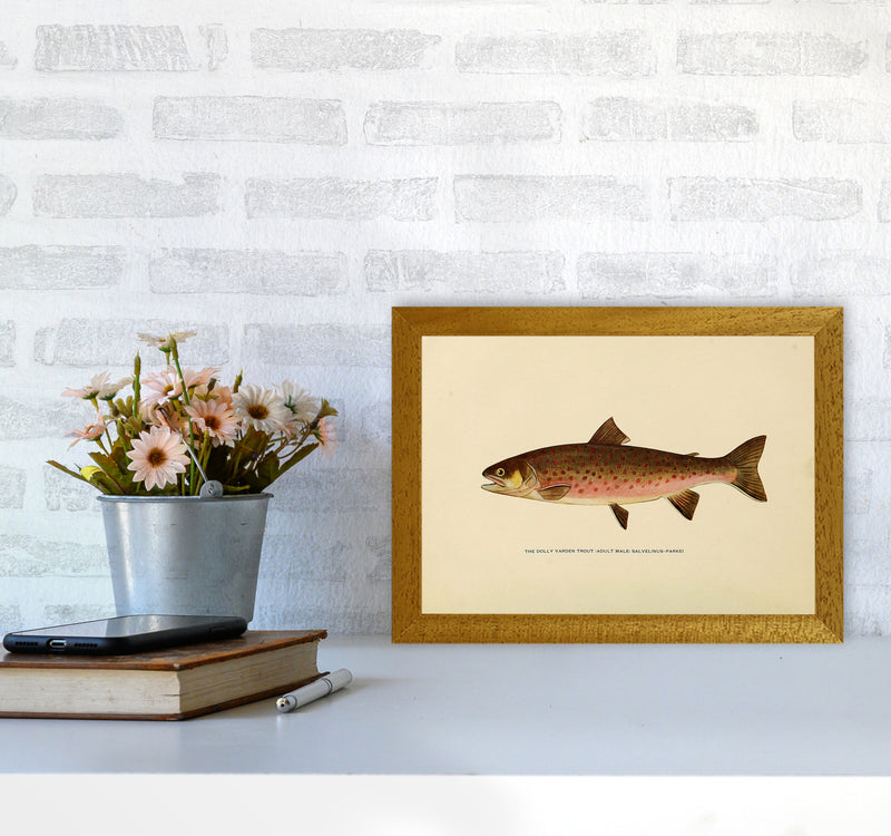 Dolly Varden Trout Illustration Art Print by Jason Stanley A4 Print Only