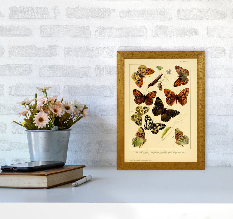 Vintage Butterfly Illustration Art Print by Jason Stanley A4 Print Only