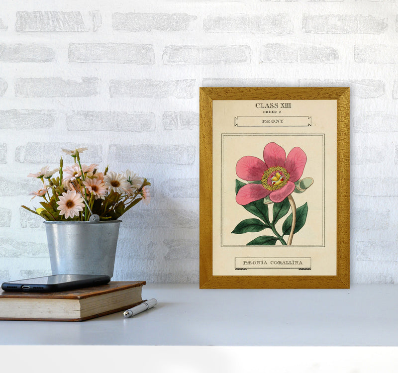 Vintage Flower Series 6 Art Print by Jason Stanley A4 Print Only