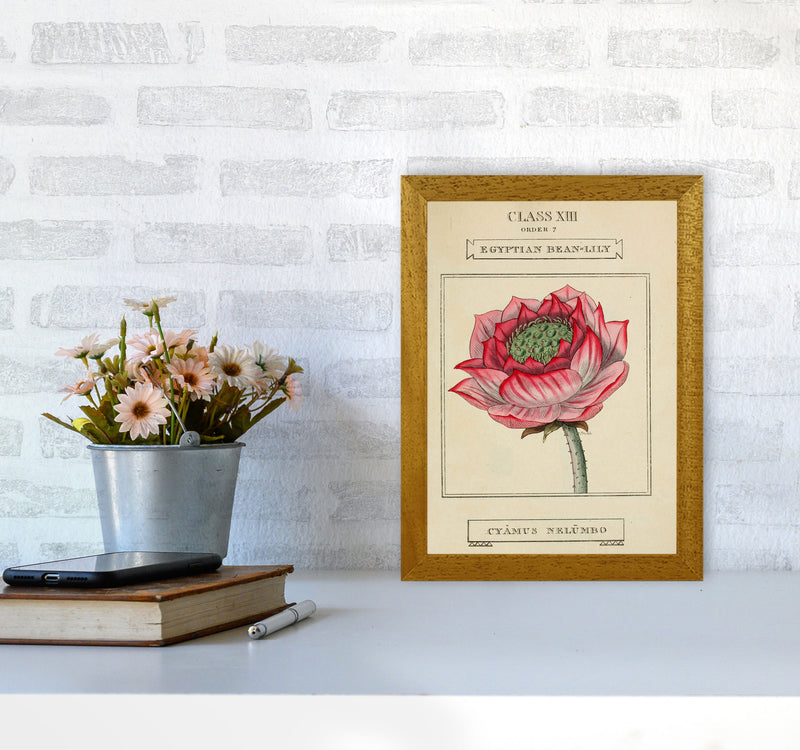 Vintage Flower Series 7 Art Print by Jason Stanley A4 Print Only