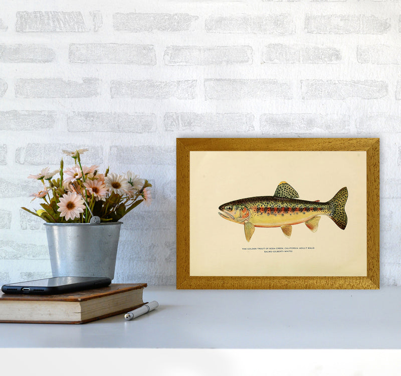 Golden Trout Illustration Art Print by Jason Stanley A4 Print Only