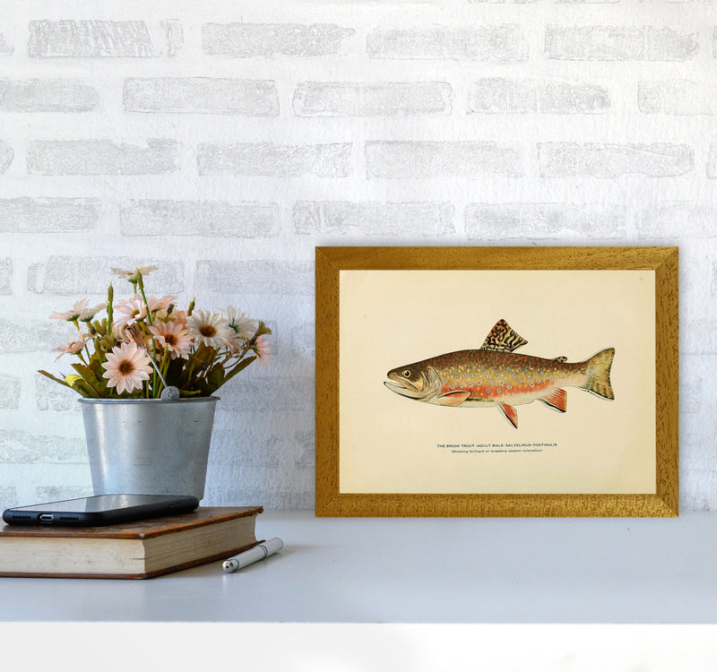 Brook Trout Illustration Art Print by Jason Stanley A4 Print Only
