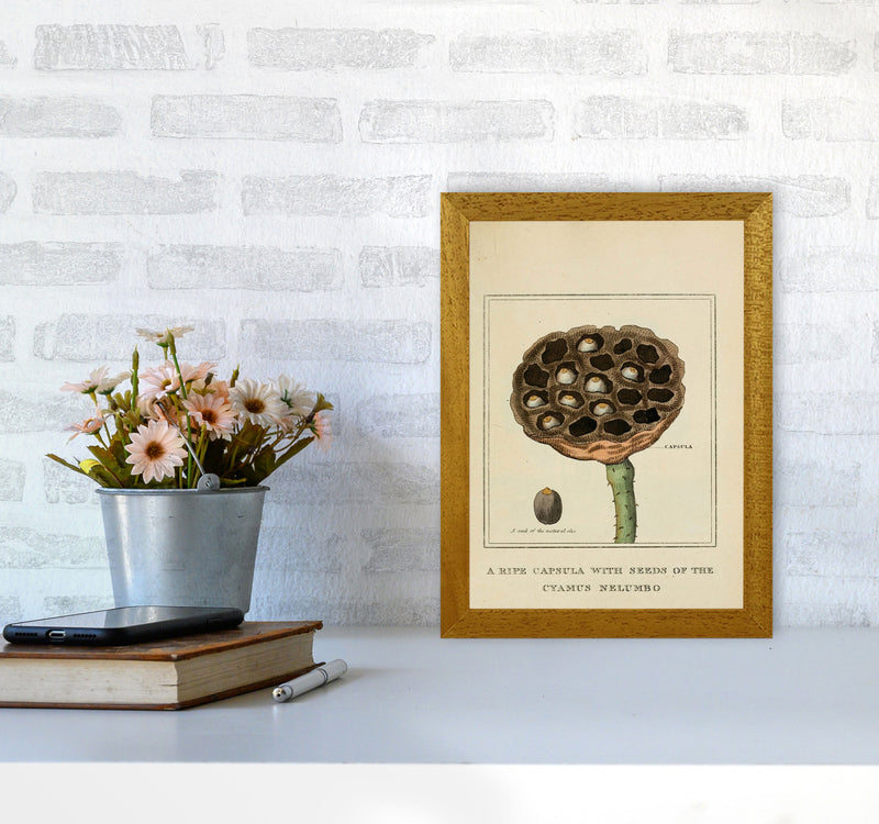 Vintage Flower Series 3 Art Print by Jason Stanley A4 Print Only