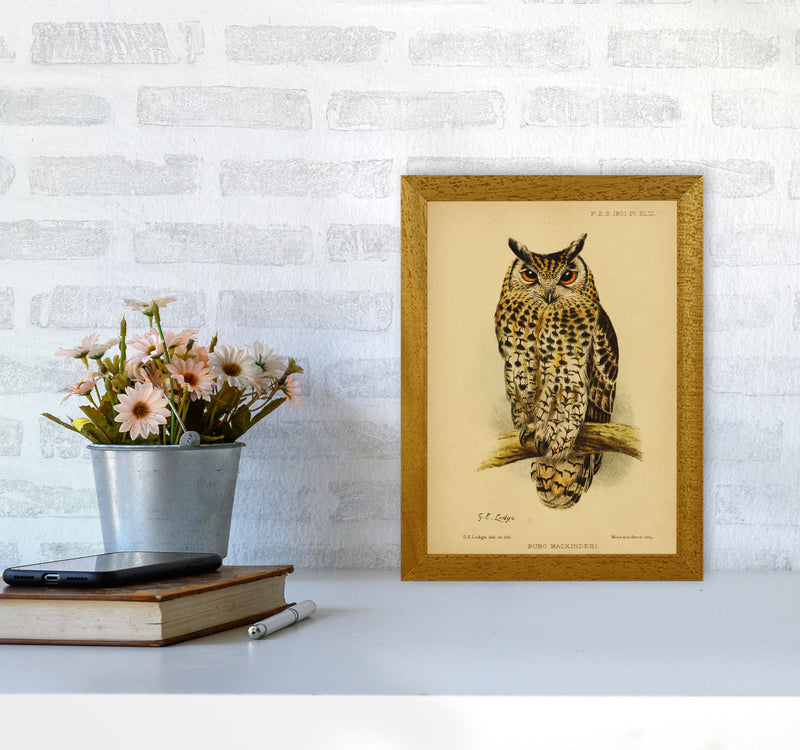 Vintage Owl Copy Art Print by Jason Stanley A4 Print Only
