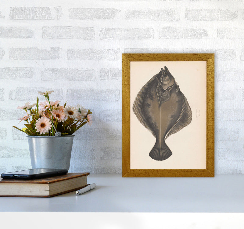 Vintage Flounder Art Print by Jason Stanley A4 Print Only