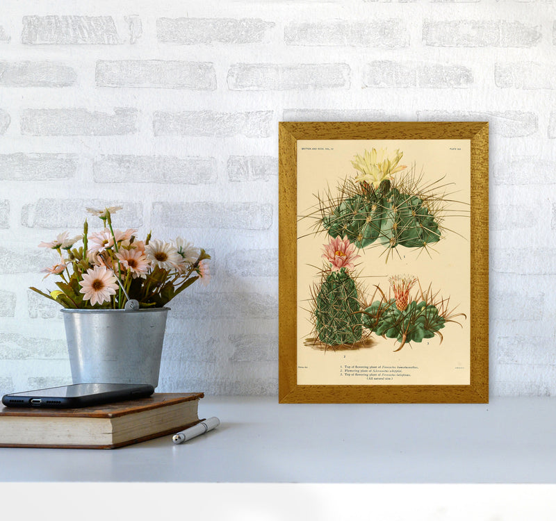 Cactus Series 11 Art Print by Jason Stanley A4 Print Only