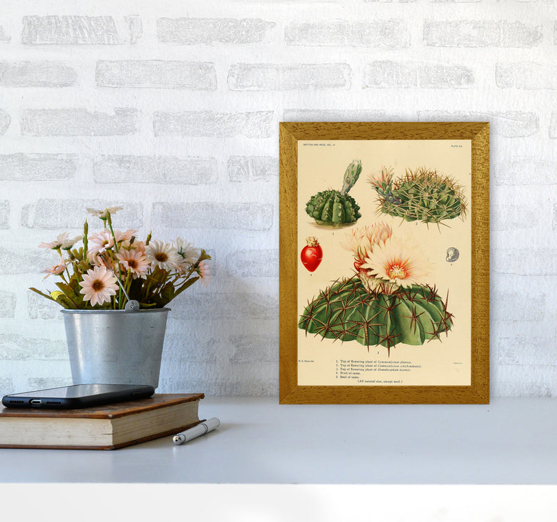 Cactus Series 14 Art Print by Jason Stanley A4 Print Only