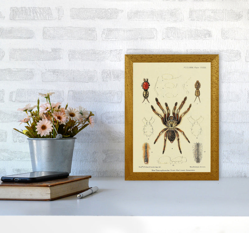 Vintage Tarantula Art Print by Jason Stanley A4 Print Only