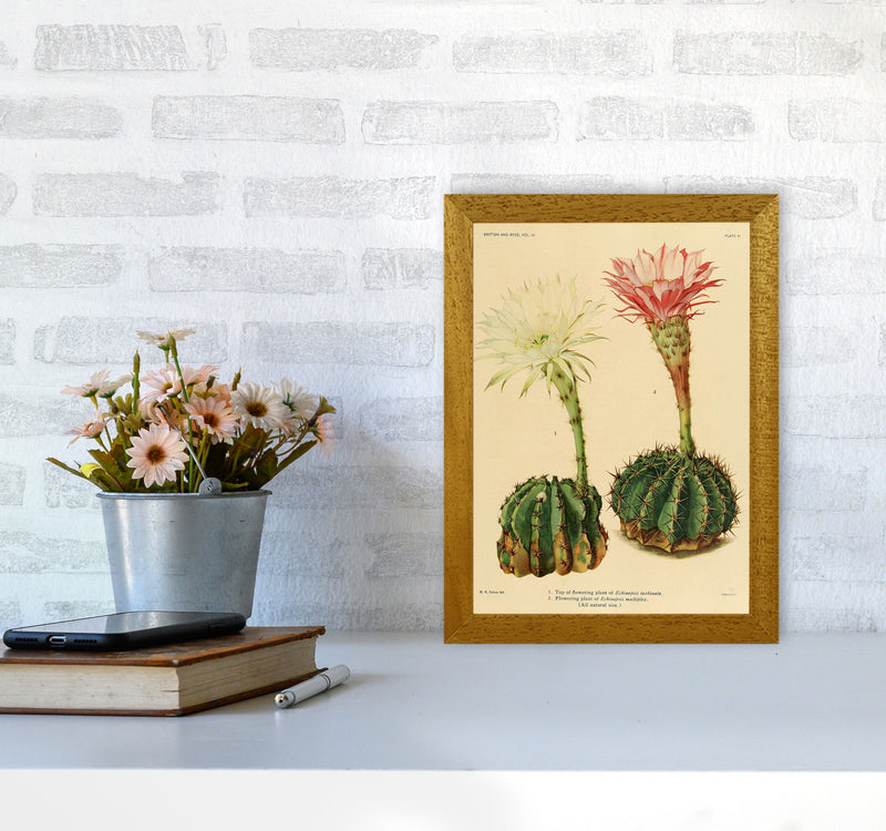 Cactus Series 5 Art Print by Jason Stanley A4 Print Only