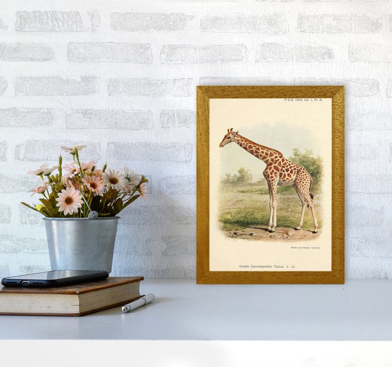 The Gentle Giraffe Art Print by Jason Stanley A4 Print Only