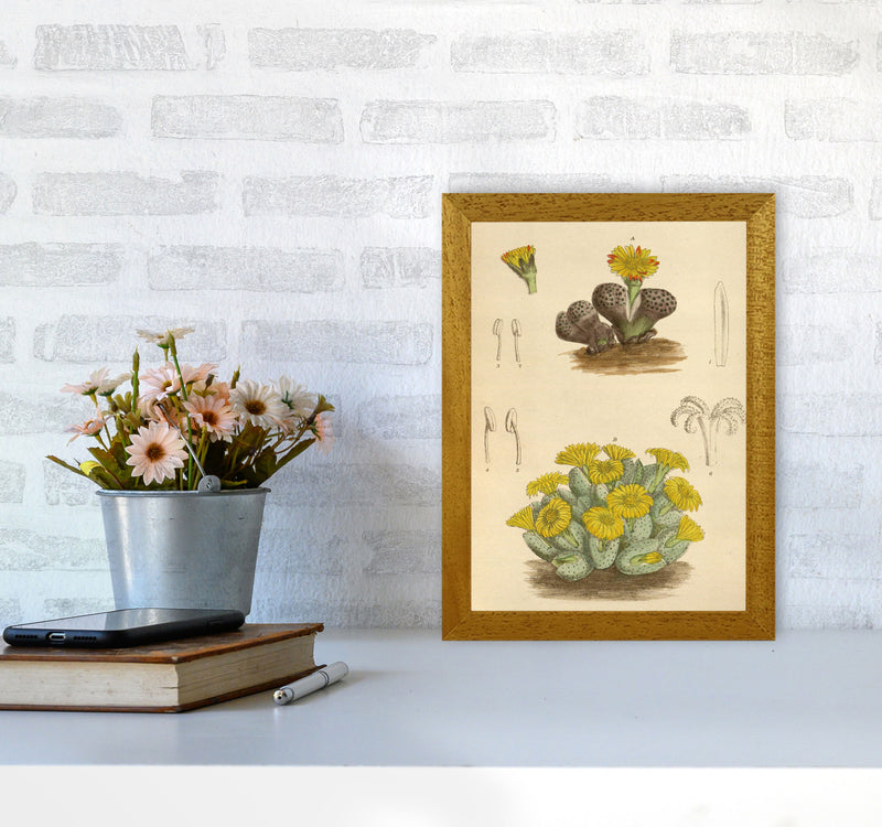 Vintage Cactus III Art Print by Jason Stanley A4 Print Only