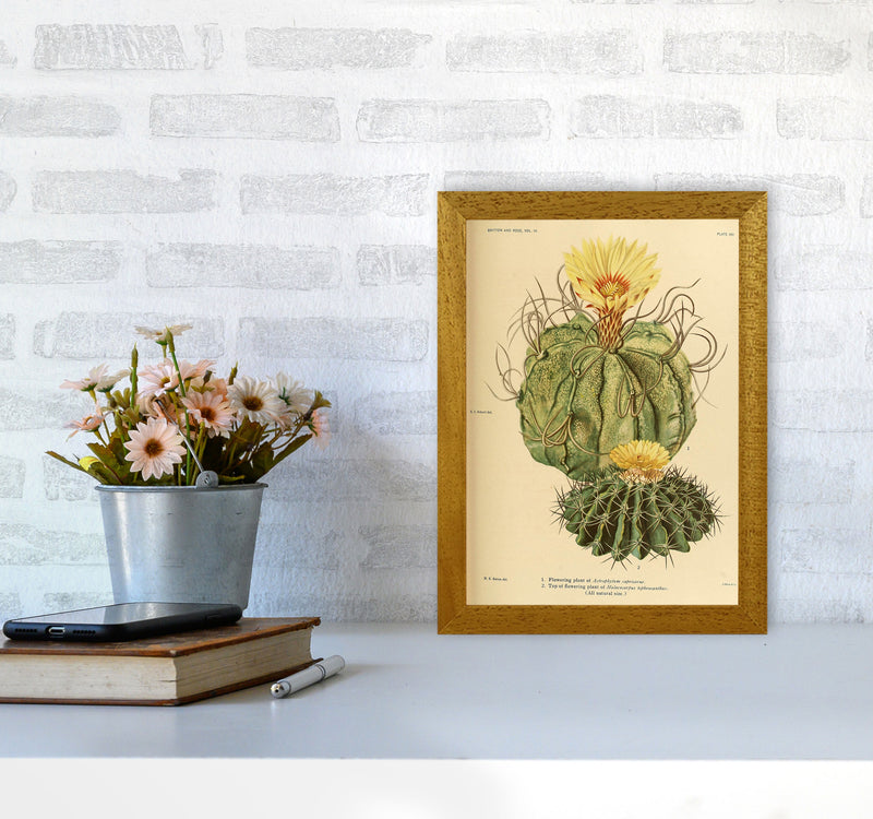 Cactus Series 15 Art Print by Jason Stanley A4 Print Only