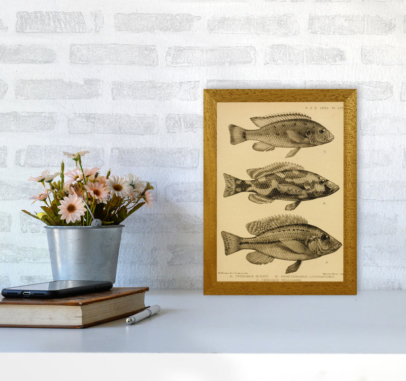 Vintage Fish Art Print by Jason Stanley A4 Print Only