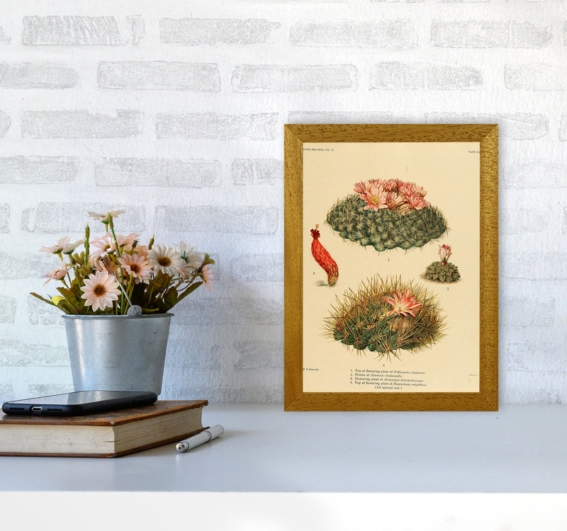 Cactus Series 7 Art Print by Jason Stanley A4 Print Only