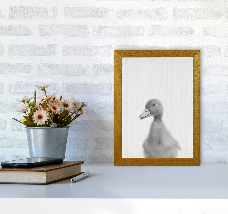 Curious Duck Art Print by Jason Stanley A4 Print Only