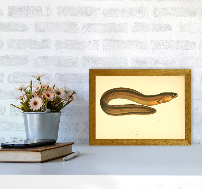 Broad Nosed Eel Art Print by Jason Stanley A4 Print Only