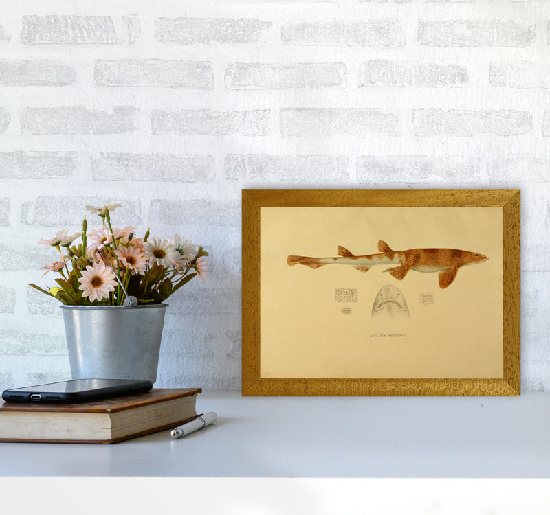 Shark Series 1 Art Print by Jason Stanley A4 Print Only