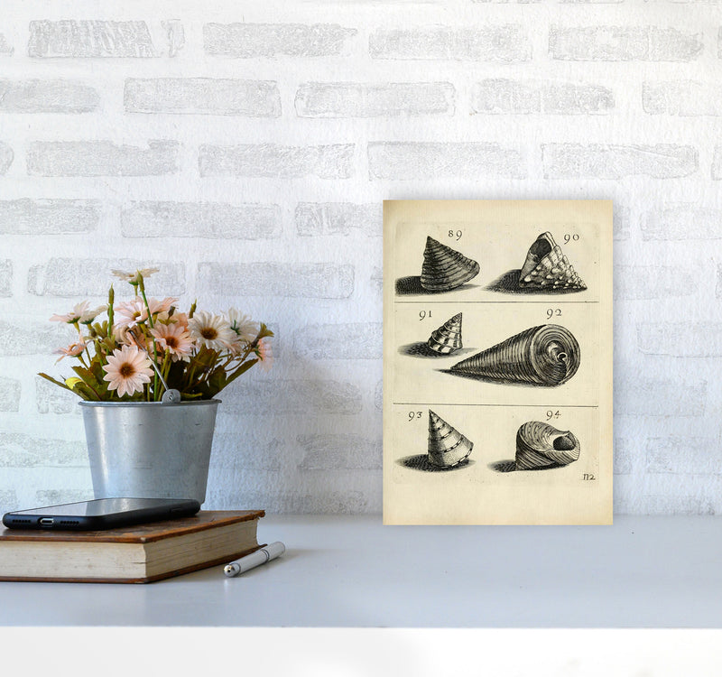Set Of Vintage Shells Art Print by Jason Stanley A4 Black Frame