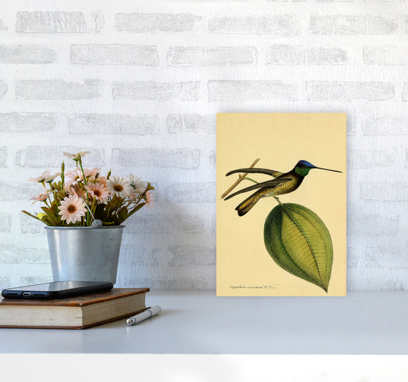 Crowned Humming Bird Art Print by Jason Stanley A4 Black Frame